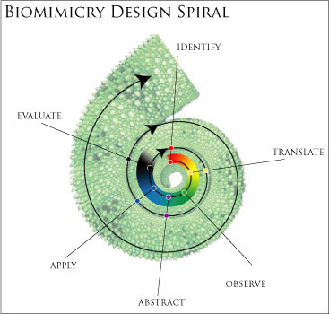 Architectural Design Process on External Image Biomimicry Design Spiral Jpg